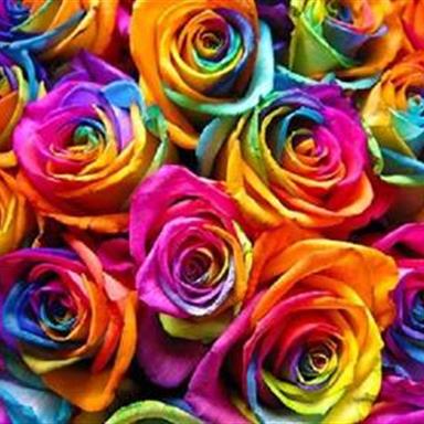 Rainbow Roses Background Page 2 | Rainbow Flower Stock Photos, Images
