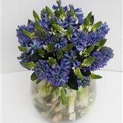 Spring Hyacinths