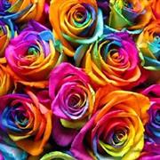 Rainbow roses